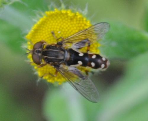 Anasimyia contracta